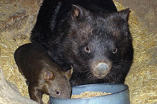 Ballarat Wildlife Park