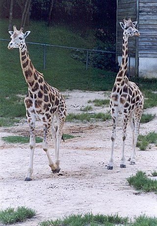 Zoológico de Curitiba