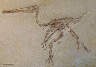 Pterodactylus