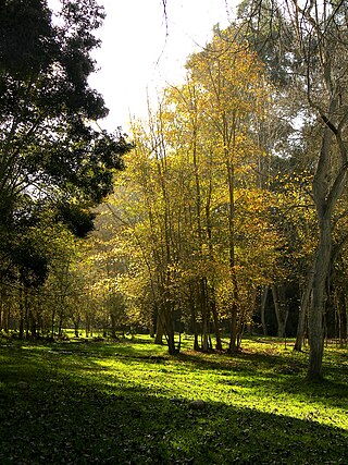 Parque Municipal Gabriel Coll Dalmau