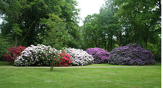 Rhododendronpark