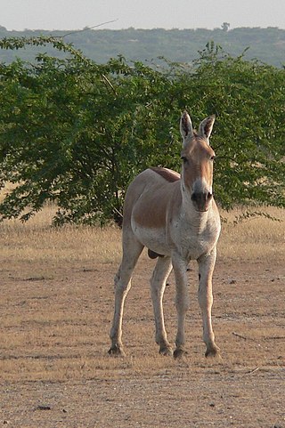 Persischer Wildesel