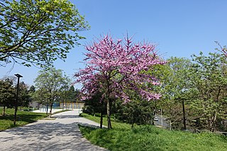 Promenade Amália Rodrigues