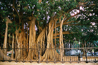 Giardino Garibaldi