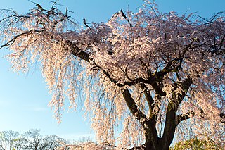 円山公園