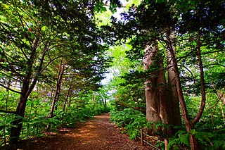 篠路五ノ戸の森緑地