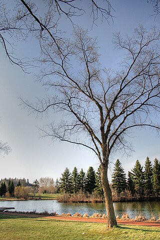 William Hawrelak Park