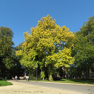 Noorderplantsoen