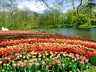 Keukenhof