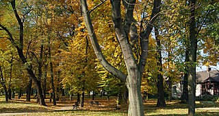 Park Rogozińskich