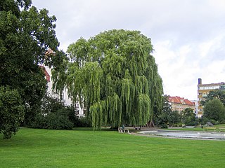 Rörsjöparken