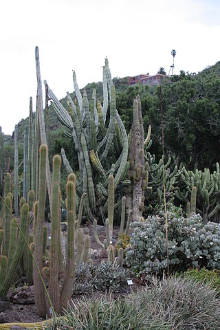 Jardín Botánico Viera y Clavijo