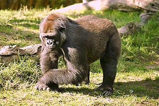 Gorillas