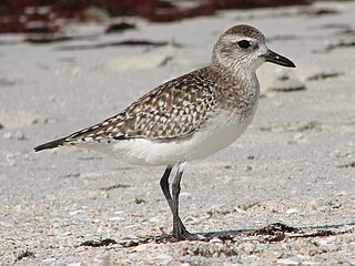 Gray plover