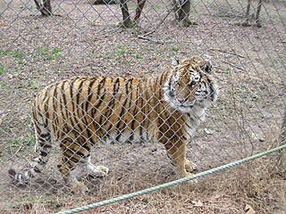 Carolina Tiger Rescue