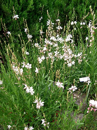 Cape Fear Botanical Garden