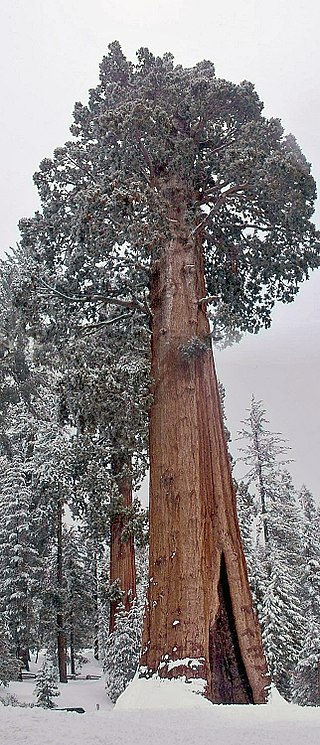 General Grant Tree