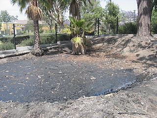 La Brea Tar Pits and Museum