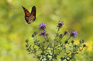 Swan Creek Preserve Metropark