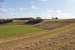 Cheesefoot Head