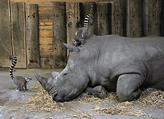 Zoo Hellbrunn